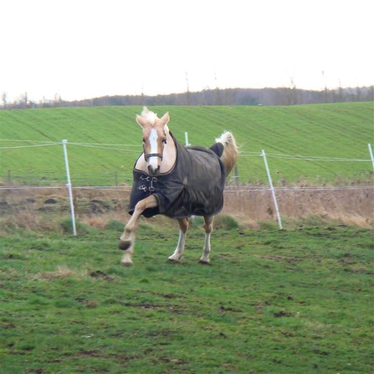 Welsh Pony af Cob-type (sec C) R.I.P Delle (bella). - kom bare an min jagt pony kan løbe. :) billede 2