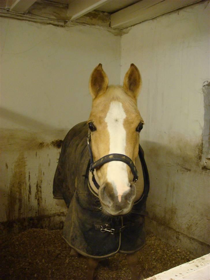 Welsh Pony af Cob-type (sec C) R.I.P Delle (bella). - den bedste dag i mit liv (jeg fik hende den). billede 4