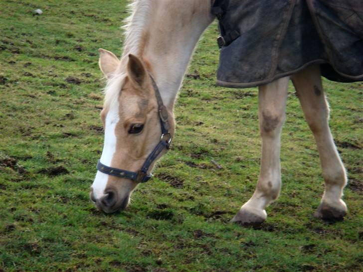 Welsh Pony af Cob-type (sec C) R.I.P Delle (bella). - jeg elsker hende hun elsker mig og mad billede 5