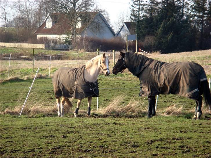 Welsh Pony af Cob-type (sec C) R.I.P Delle (bella). - Belle & Phoebe første gang de er på fold sammen :o) billede 6