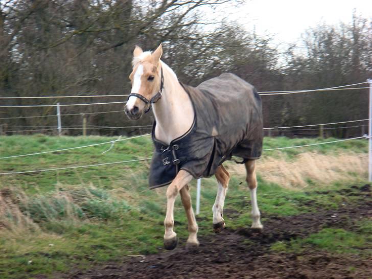 Welsh Pony af Cob-type (sec C) R.I.P Delle (bella). - elsker bella det er ægte kærlighed billede 8