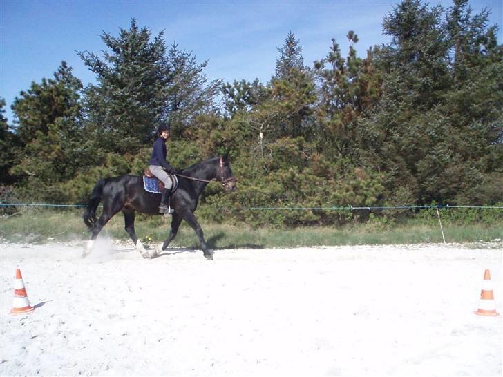 Anden særlig race Hottentott<3 - Trav<3 billede 8