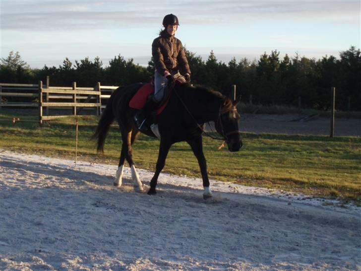 Anden særlig race Hottentott<3 - Traver af. billede 12