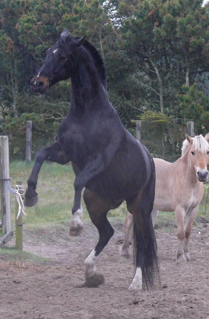 Anden særlig race Hottentott<3 billede 16