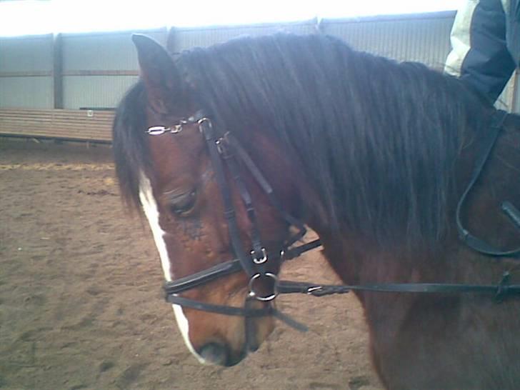 Welsh Pony (sec B) Velved billede 9