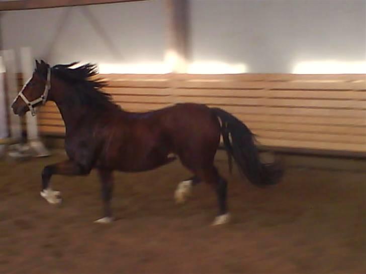 Welsh Pony (sec B) Velved billede 11