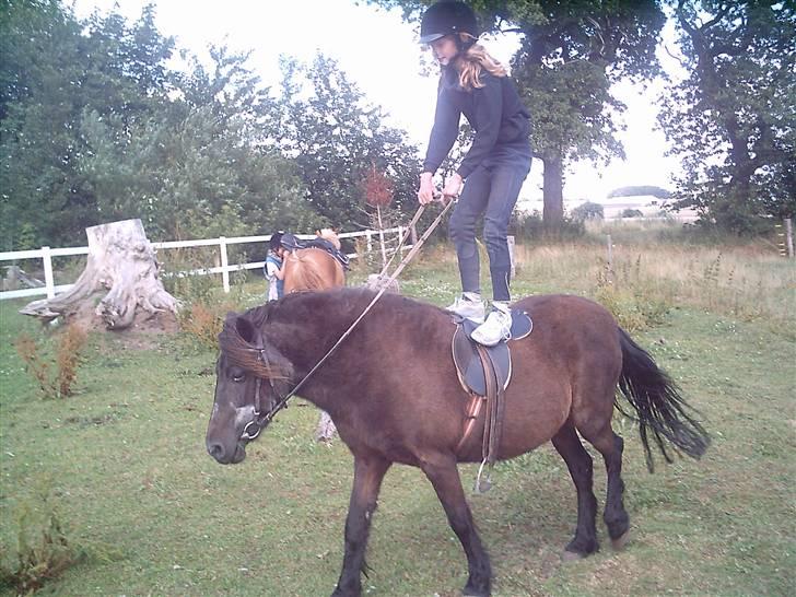 Anden særlig race Maj †*DØD* *R.I.P*† - Da vi kunne stå på Maj, imens at hun gik rundt billede 1