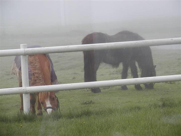 Anden særlig race Maj †*DØD* *R.I.P*† - Charlie og Maj på Folden billede 3