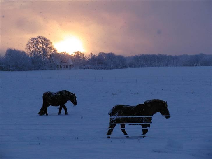 Anden særlig race Maj †*DØD* *R.I.P*† - Charlie og Maj på Folden billede 4