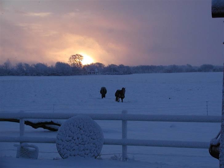 Anden særlig race Maj †*DØD* *R.I.P*† - Charlie og Maj på Folden billede 5