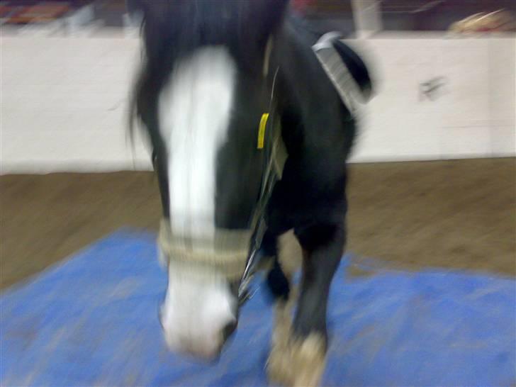 Shire Egon   *SOLGT*  - Meget dårlig kval. Men Egon gik over preseningen efter at have snuset kort til den. billede 18