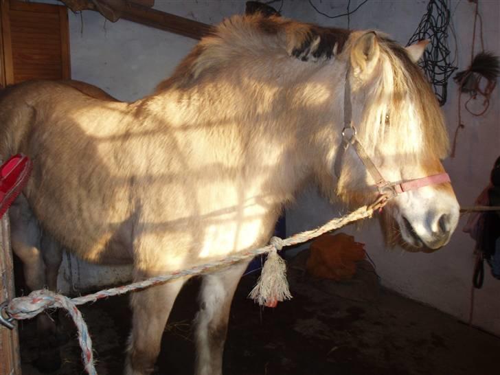 Fjordhest - †.Josefine Møldrup.† - kort tid inden de skulle på de evige græs marker :´(  billede 2