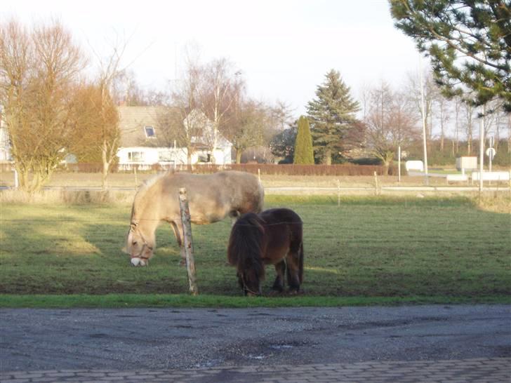 Fjordhest - †.Josefine Møldrup.† - Savner jer forfærteligt !  billede 5
