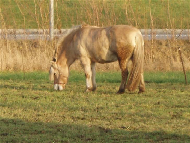 Fjordhest - †.Josefine Møldrup.† - savner dig skat , <3 billede 6