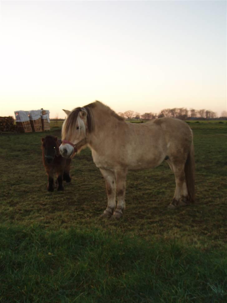 Fjordhest - †.Josefine Møldrup.† - ´ savner diig skat , Rest in peace forever love . <3 billede 7