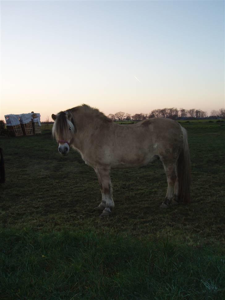 Fjordhest - †.Josefine Møldrup.† - ´ miss you<3 billede 8