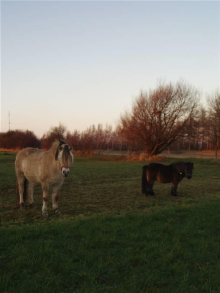 Fjordhest - †.Josefine Møldrup.† - Josefine&Pælle  Rest in peace .  billede 9