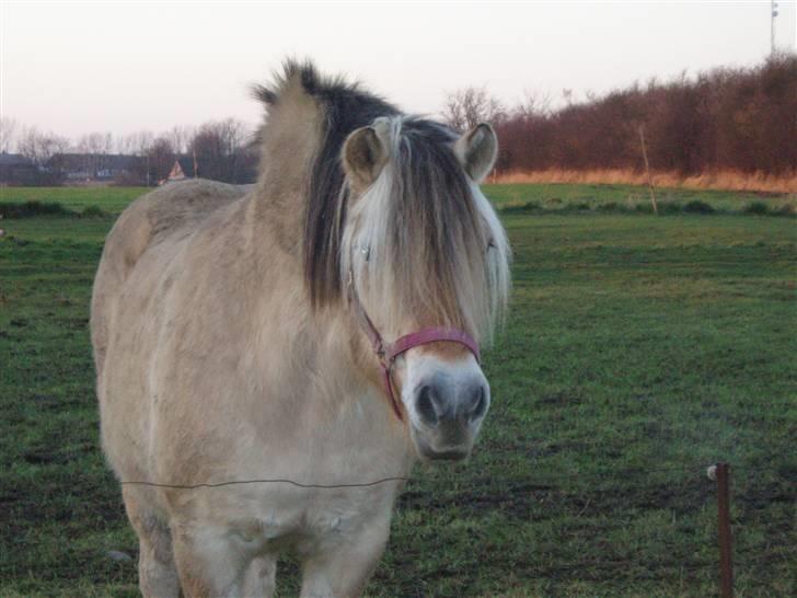 Fjordhest - †.Josefine Møldrup.† - pjuskegøjs  , <3 billede 10