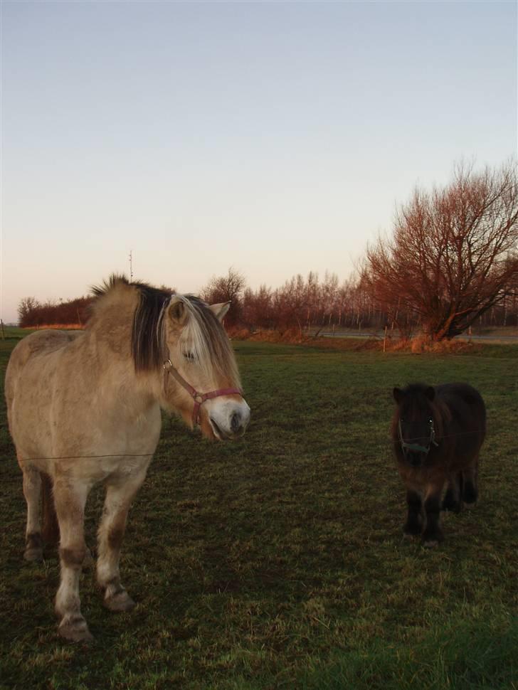 Fjordhest - †.Josefine Møldrup.† - savner jer <3 !  billede 11