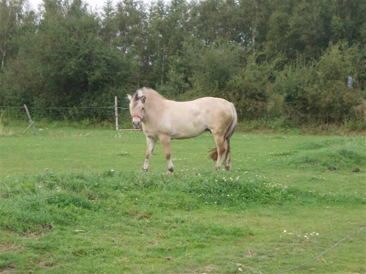 Fjordhest - †.Josefine Møldrup.† - José pigen i sommers , august <3 billede 12