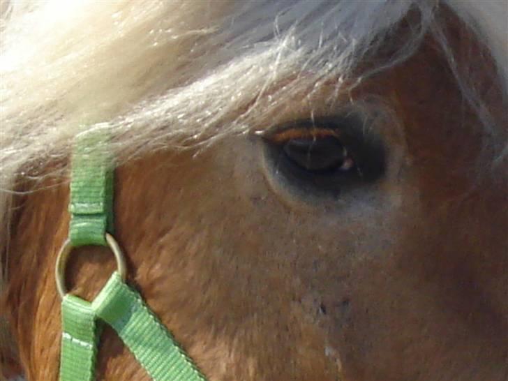 Haflinger Madsinie Stardust - min skønne lille pony (; (fotto: minni  Mette<3 billede 10