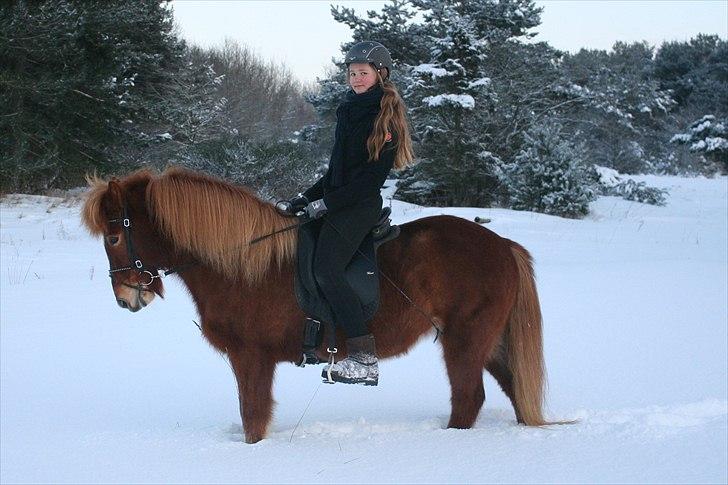 Islænder  Perla frá Úlfsstödum - RIP - Min baby! <3  billede 2