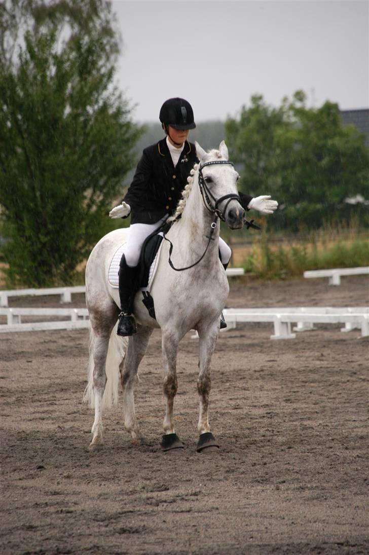 Tysk Sportspony Baloo<333 **solgt** DØD - *NYT* Dressur på MMR d.23/8-08 billede 3