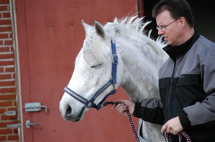 Tysk Sportspony Baloo<333 **solgt** DØD - Baloo syntes at tænke "Jeg vil lige mindes min stald inden i kører med mig" billede 5