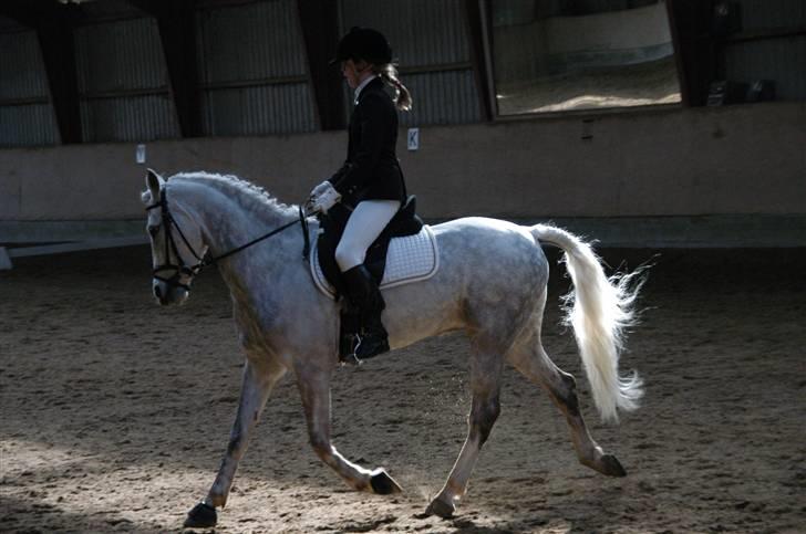 Tysk Sportspony Baloo<333 **solgt** DØD - Elsker hans trav, og andre gangarter. De er flydende og svævende. billede 10