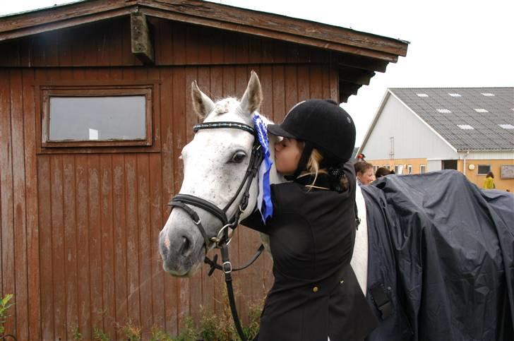 Tysk Sportspony Baloo<333 **solgt** DØD - *NYT* Dressur på MMR d.23/8-08 billede 11