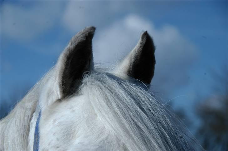 Tysk Sportspony Baloo<333 **solgt** DØD - Baloo´s bitte bitte små øre:) billede 14