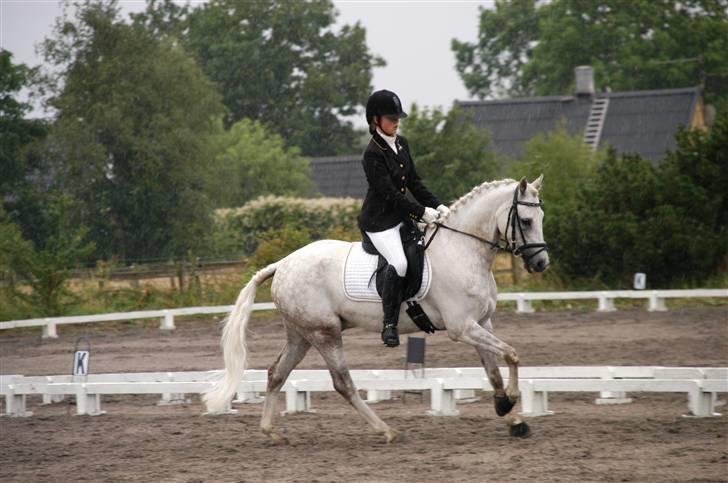 Tysk Sportspony Baloo<333 **solgt** DØD - *NYT* Dressur på MMR d.23/8-08 billede 16