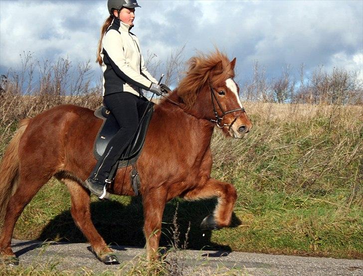 Islænder  Perla frá Úlfsstödum - RIP - Tak for alt du har lært mig Perla!<3 billede 7