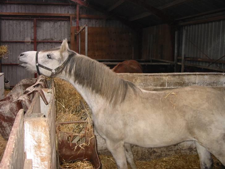 Anden særlig race Skovly´s Eliza billede 5