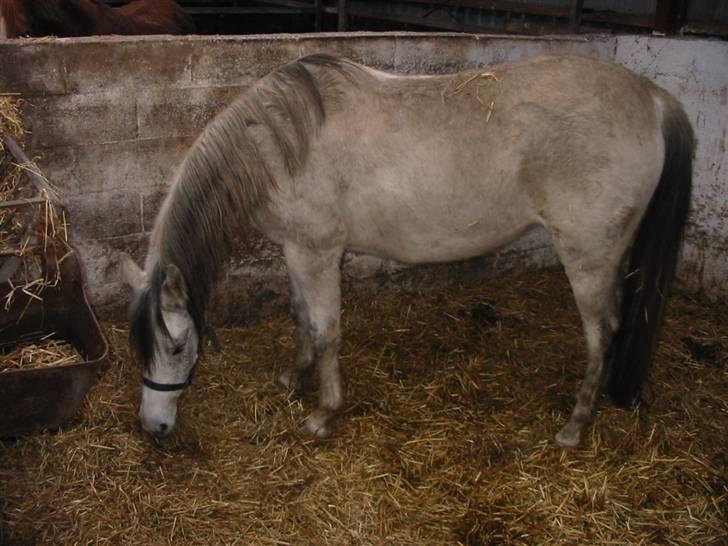 Anden særlig race Skovly´s Eliza billede 6