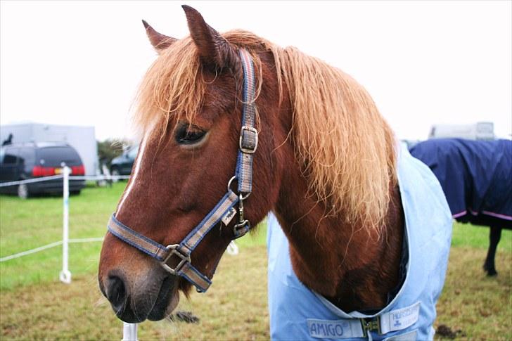 Islænder  Perla frá Úlfsstödum - RIP - Honey yeah, it´s no surprise that I got lost in your brown eyes!! <3  billede 8