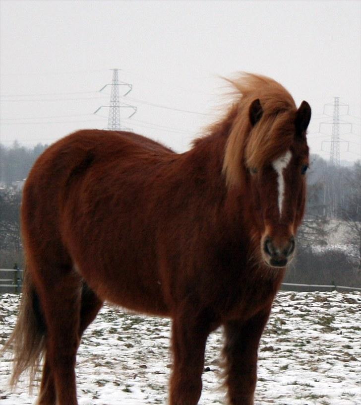 Islænder  Perla frá Úlfsstödum - RIP - I just cant stop loving you! <3  billede 9