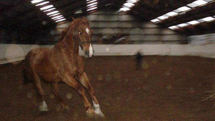 Frederiksborg <3 Skovbækkens Lexi <3 billede 19