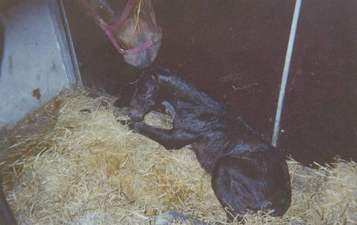 Dansk Varmblod Lillemand(Leander Divine) - Lillemand den 1 juni ´01, prøver at komme på benen for første gang billede 12