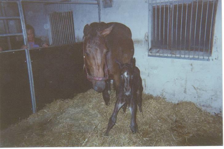 Dansk Varmblod Lillemand(Leander Divine) - Så er han oppe at stå for første gang, den 1 juni ´01 billede 13