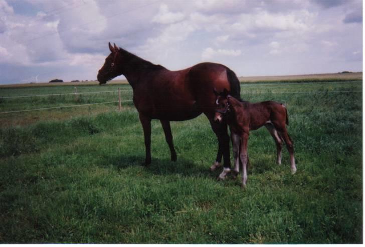 Dansk Varmblod Lillemand(Leander Divine) - Lillemand og hans mor juni ´01 billede 14