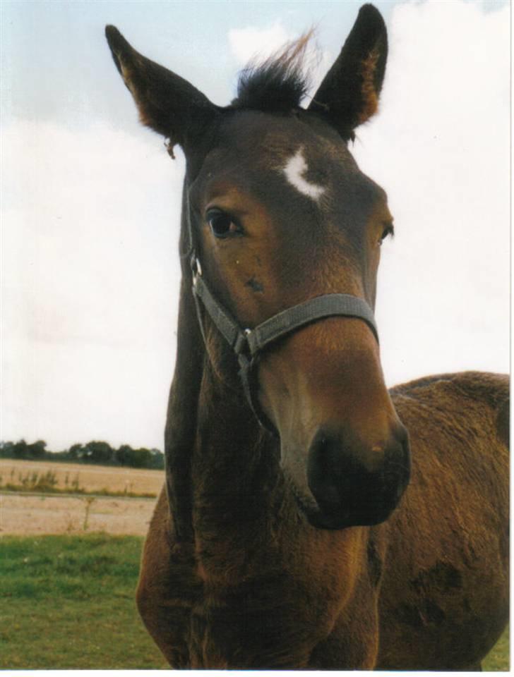 Dansk Varmblod Lillemand(Leander Divine) - Lillemand sommeren ´01 billede 15