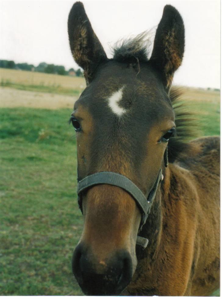 Dansk Varmblod Lillemand(Leander Divine) - Lillemand sommeren ´01 billede 16