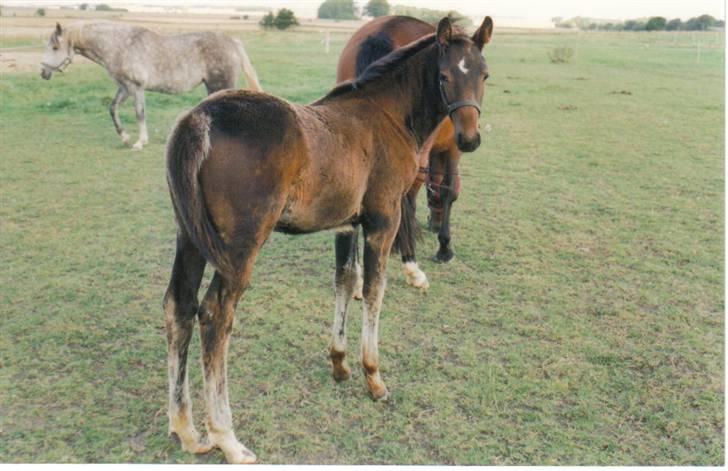 Dansk Varmblod Lillemand(Leander Divine) - Lillemand sommeren ´01 billede 17