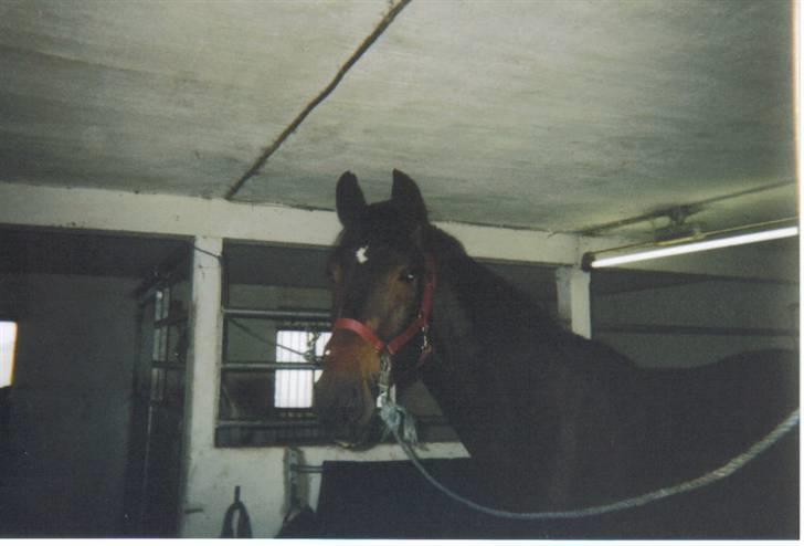 Dansk Varmblod Lillemand(Leander Divine) - Lillemand sommeren ´04 er lige redet til billede 19