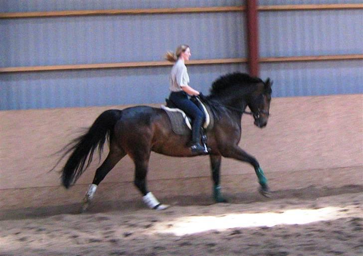 Dansk Varmblod Lillemand(Leander Divine) - Lillemand og jeg februar ´08 billede 20