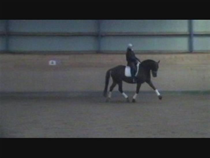 Anden særlig race victoria - træning billede 2