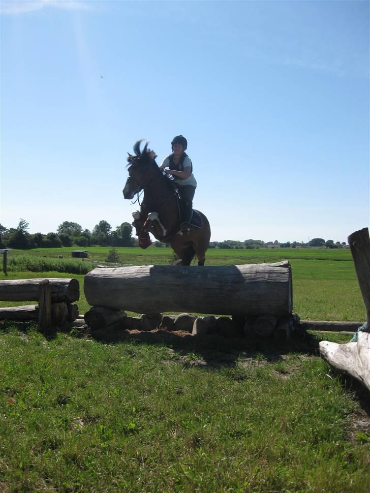 Irsk Sportspony Irish Knock Out  SOLGT:'( - Noller springer 1* foto simone billede 9