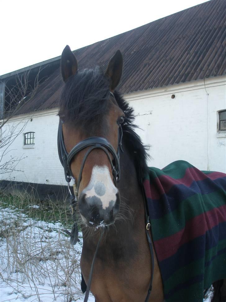 Irsk Sportspony Irish Knock Out  SOLGT:'( - Irish Knock Out <3<3 foto mig billede 10