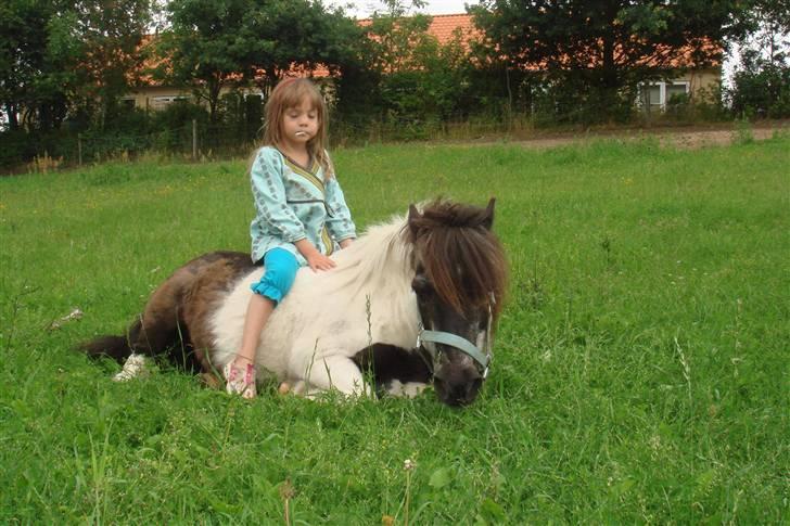 Shetlænder Plet - Plet billede 6